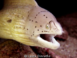 Peppered grey moray out of a hole by Laura Dinraths 